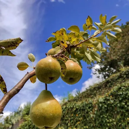 Pera Da Serra - Turismo No Espaco Rural Çiftlik konaklama Lousã
