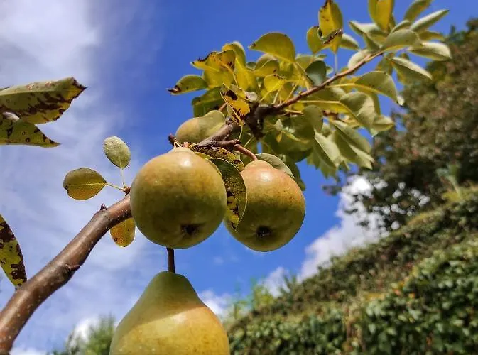 Pera Da Serra - Turismo No Espaco Rural 农家乐 洛萨